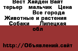 Вест Хайден Вайт терьер - мальчик › Цена ­ 35 000 - Все города Животные и растения » Собаки   . Липецкая обл.